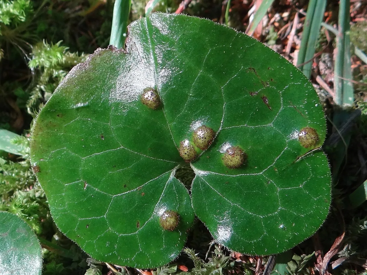 Puccinia asarina (Puccinia asarina) — photo mycologique