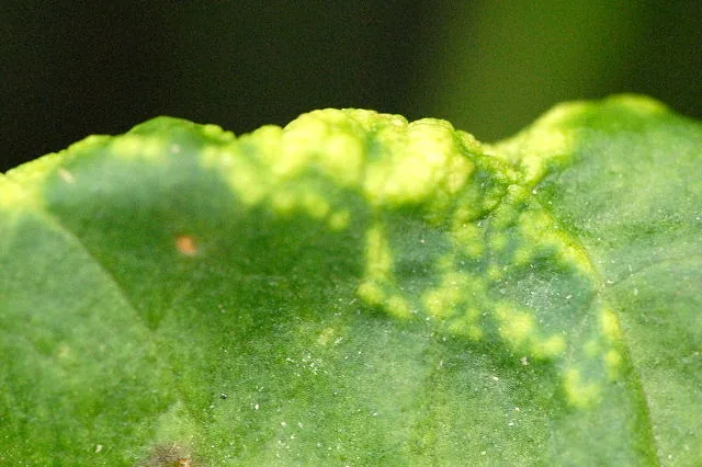 Puccinia bistortae (Puccinia bistortae) — photo mycologique