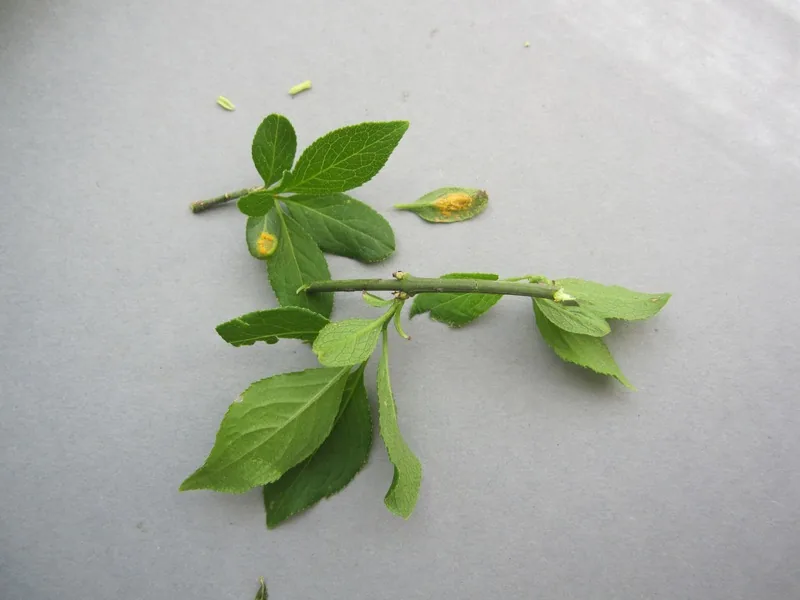 Puccinia brachypodii (Puccinia brachypodii) — photo mycologique