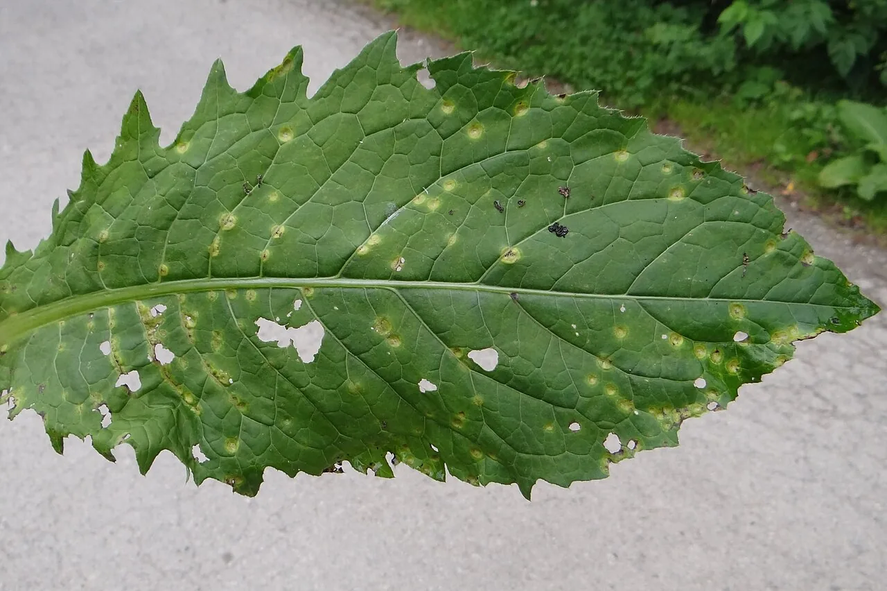 Puccinia cnici-oleracei (Puccinia cnici-oleracei) — photo mycologique