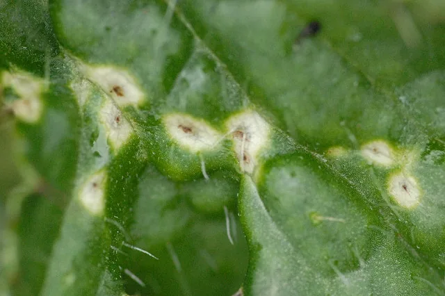 Puccinia cnici (Puccinia cnici) — photo mycologique
