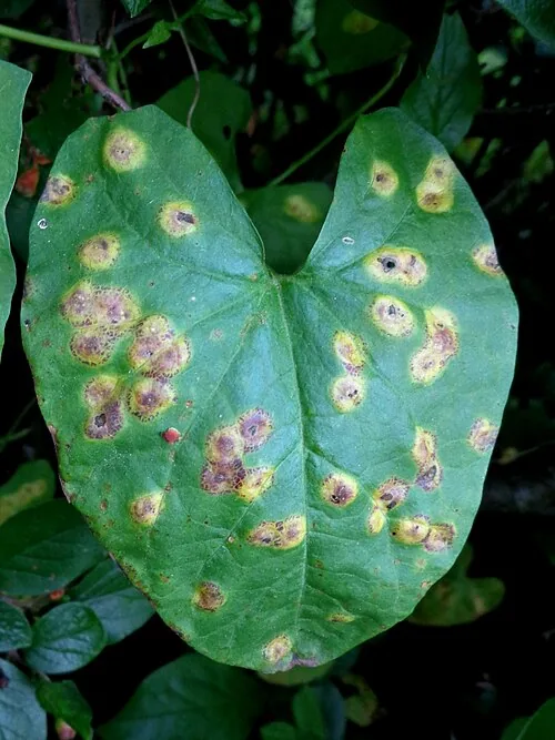 Puccinia convolvuli (Puccinia convolvuli) — photo mycologique