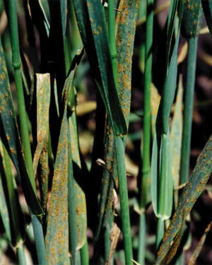 Puccinia coronata (Puccinia coronata) — photo mycologique