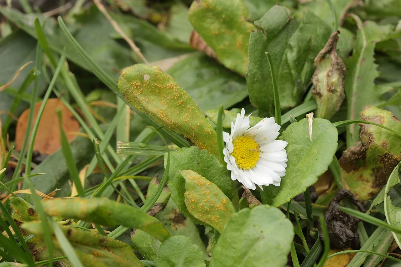 Puccinia distincta (Puccinia distincta) — photo mycologique