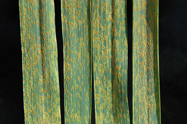 Puccinia dummeri (Puccinia dummeri) — photo mycologique