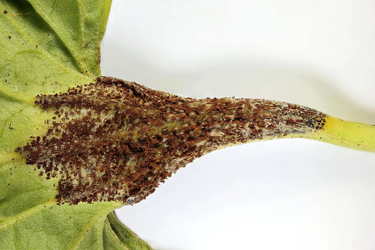 Puccinia fergussonii (Puccinia fergussonii) — photo mycologique