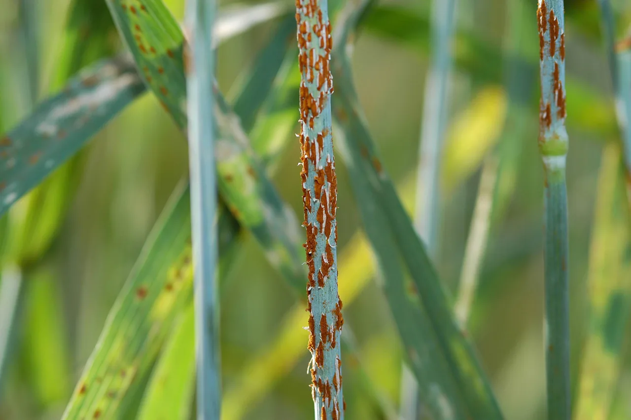 Puccinia graminis (Puccinia graminis) — photo mycologique