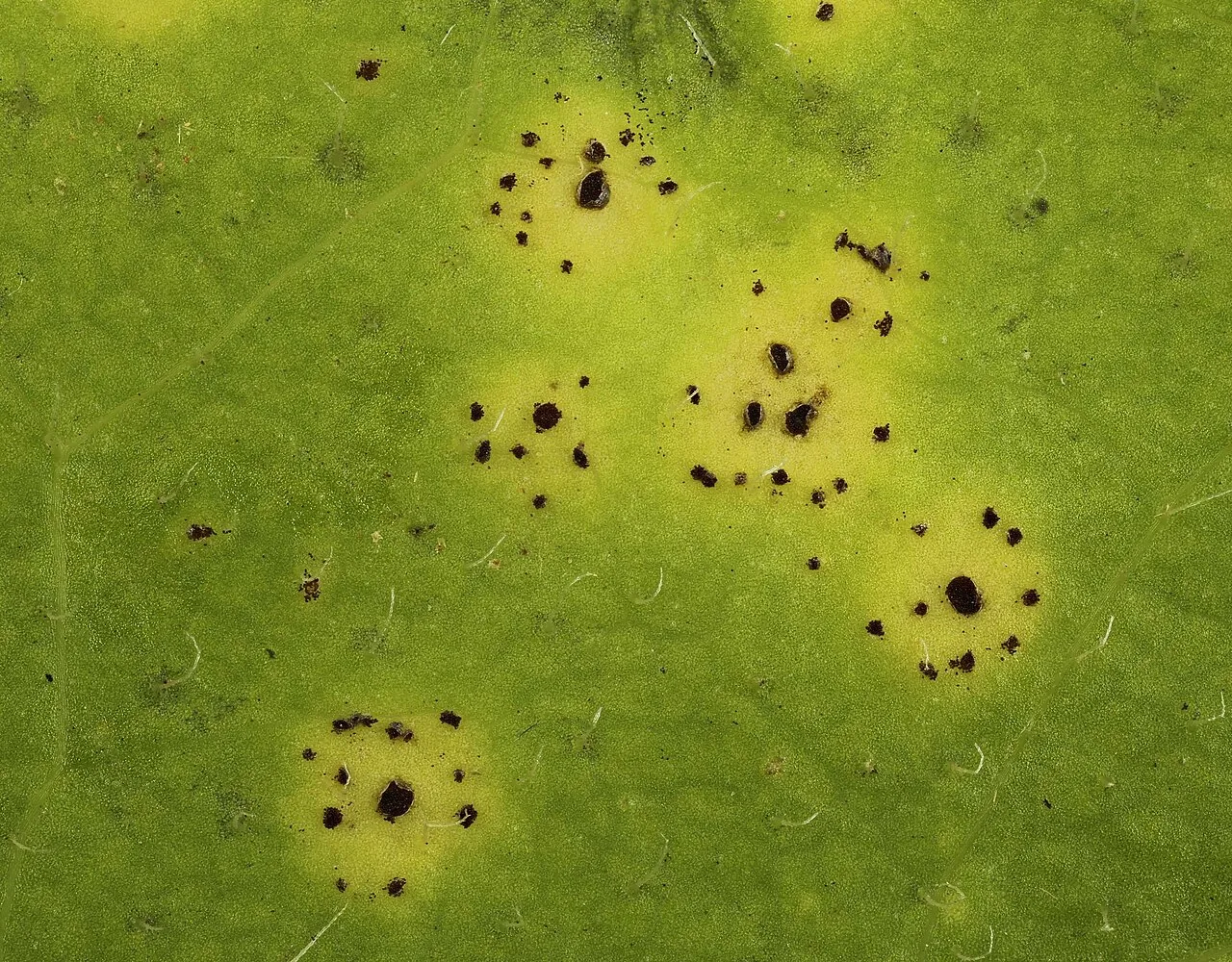 Puccinia hieracii (Puccinia hieracii) — photo mycologique