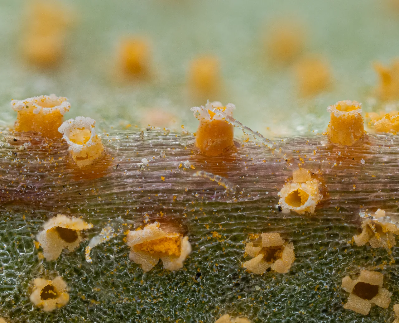 Puccinia lagenophorae (Puccinia lagenophorae) — photo mycologique