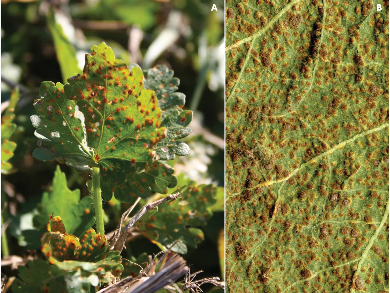 Puccinia modiolae (Puccinia modiolae) — photo mycologique