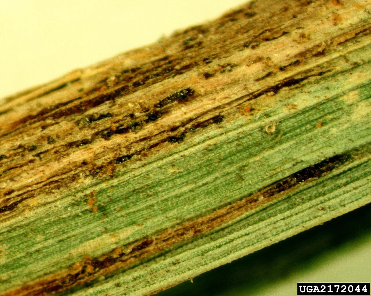 Puccinia nakanishikii (Puccinia nakanishikii) — photo mycologique