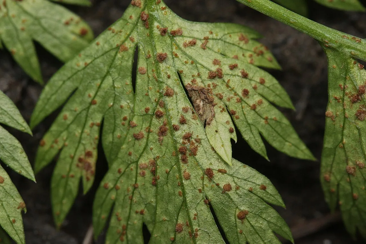 Puccinia nitida (Puccinia nitida) — photo mycologique
