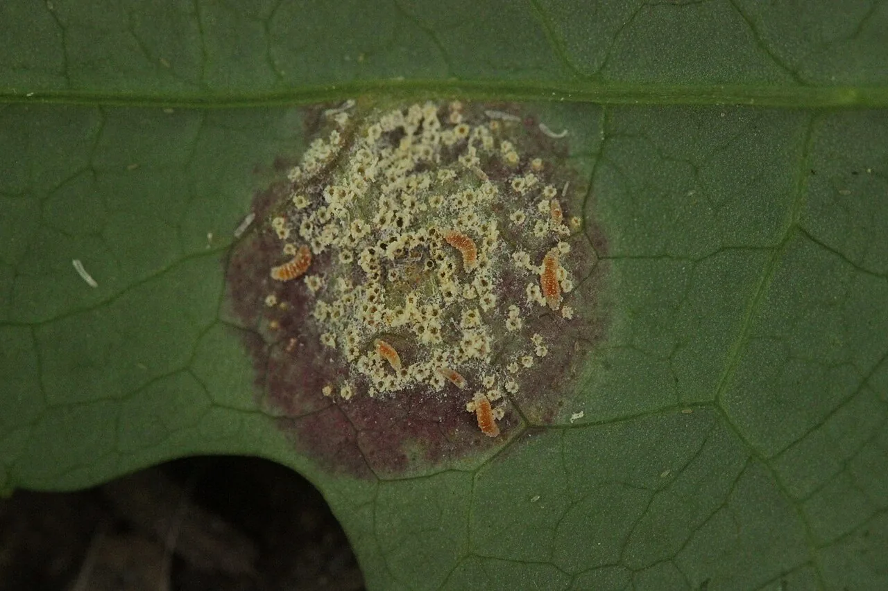 Puccinia opizii (Puccinia opizii) — photo mycologique
