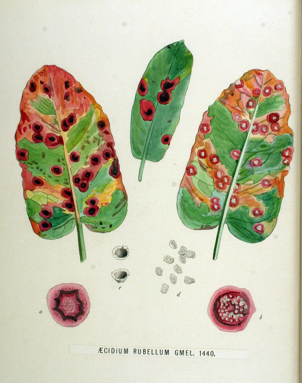 Puccinia phragmitis (Puccinia phragmitis) — photo mycologique