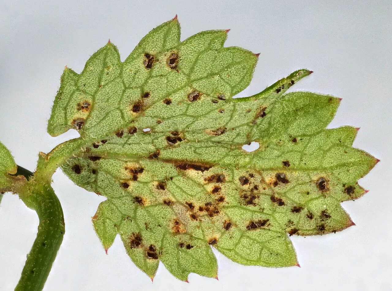 Puccinia pimpinellae (Puccinia pimpinellae) — photo mycologique