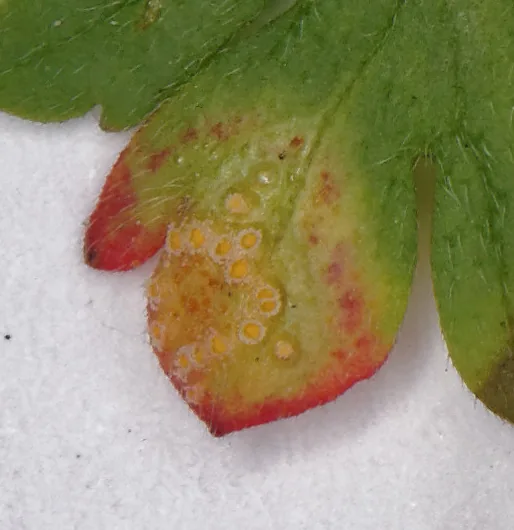 Puccinia polygoni-amphibii (Puccinia polygoni-amphibii) — photo mycologique