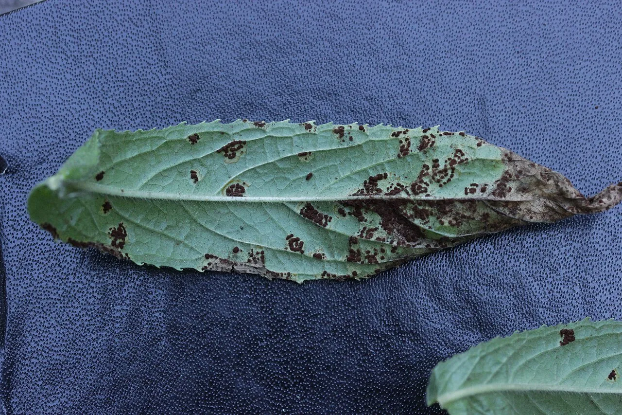 Puccinia pulverulenta (Puccinia pulverulenta) — photo mycologique