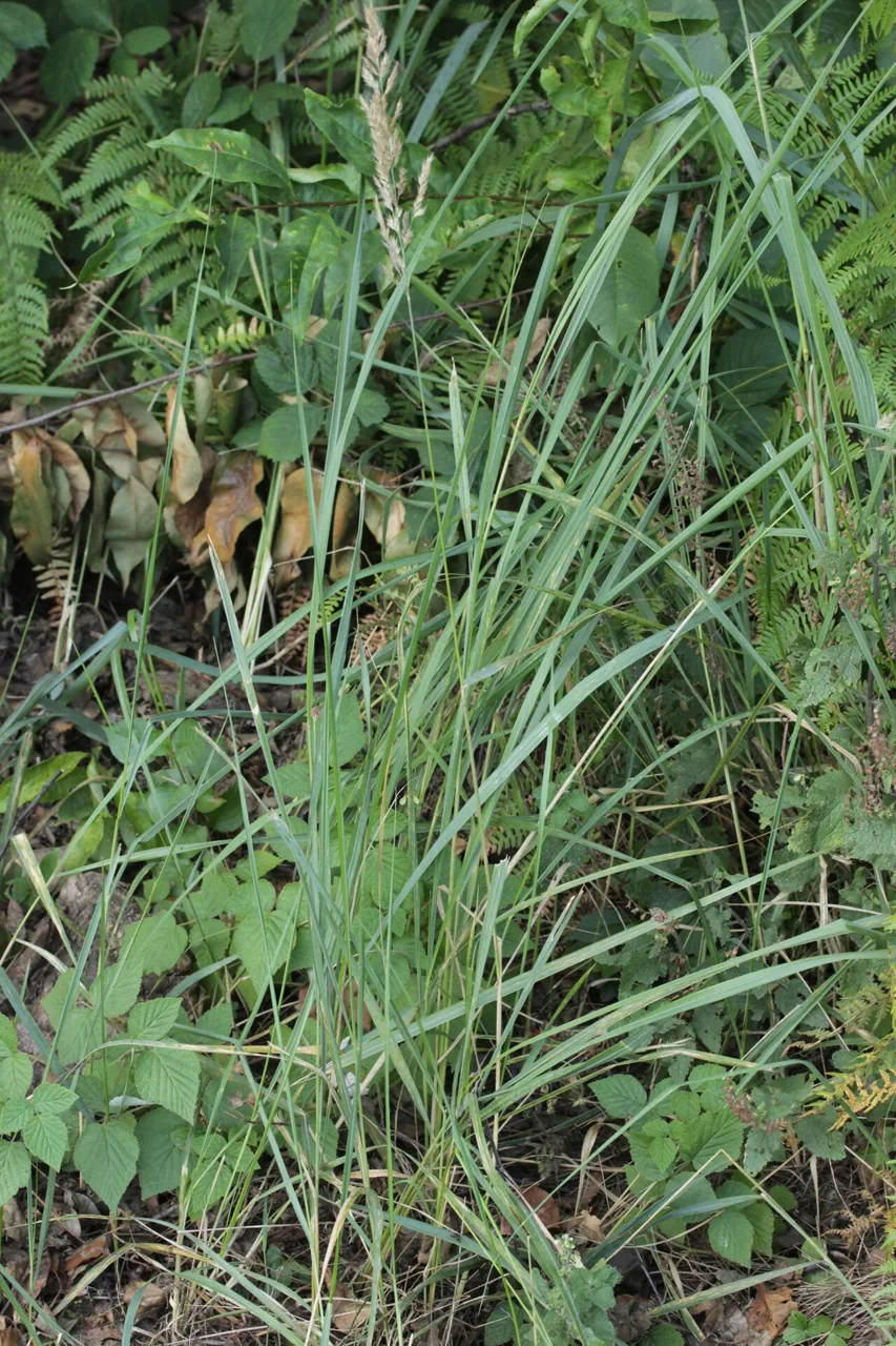 Puccinia pygmaea (Puccinia pygmaea) — photo mycologique