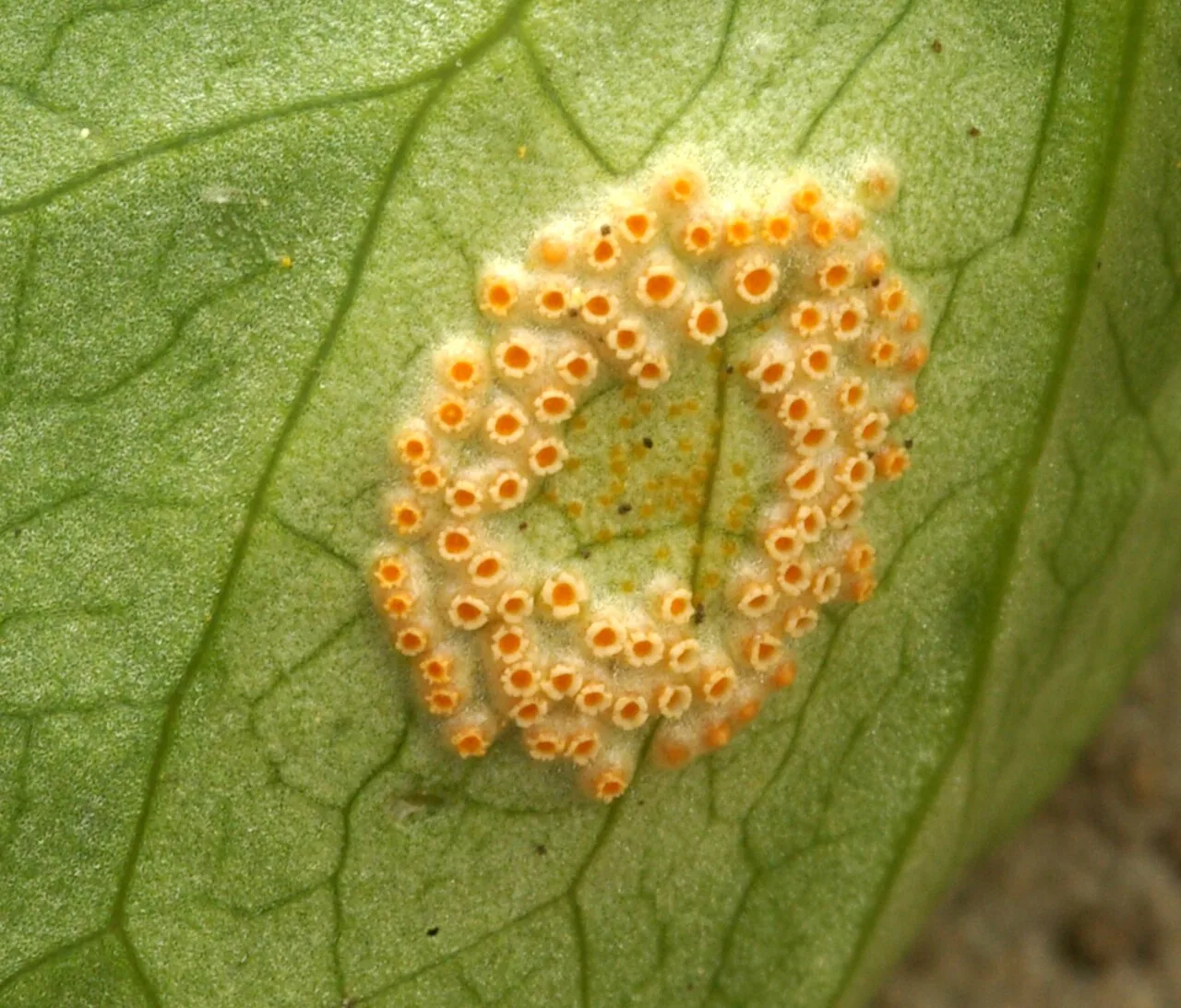Puccinia sessilis (Puccinia sessilis) — photo mycologique