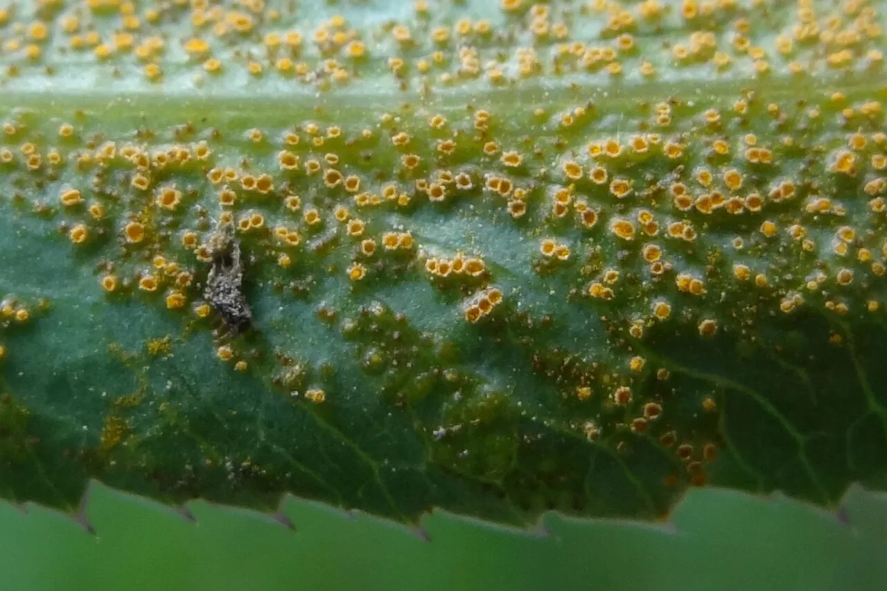 Puccinia sii-falcariae (Puccinia sii-falcariae) — photo mycologique