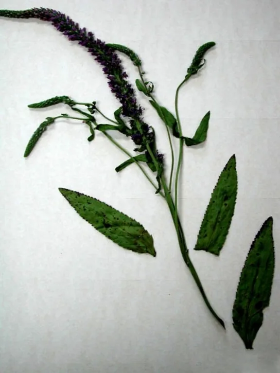 Puccinia veronicae-longifoliae (Puccinia veronicae-longifoliae) — photo mycologique