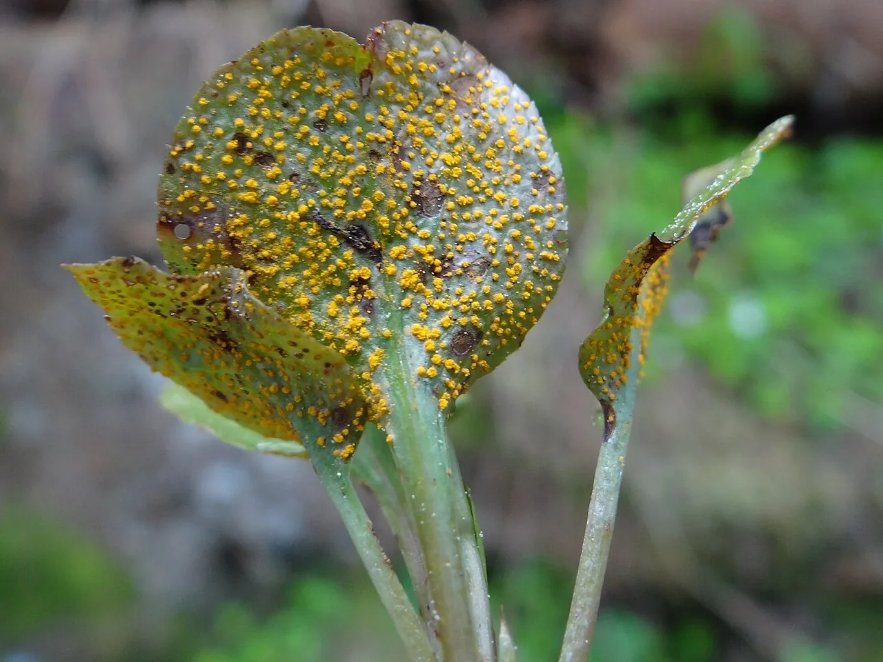 Puccinia violae (Puccinia violae) — photo mycologique