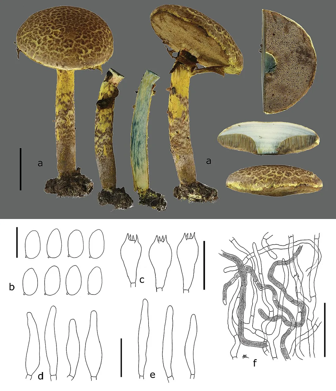 Pulveroboletus africanus (Pulveroboletus africanus) — photo mycologique