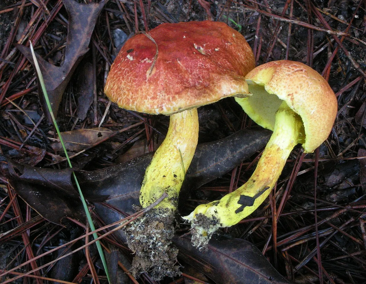 Pulveroboletus sinapicolor (Pulveroboletus sinapicolor) — photo mycologique