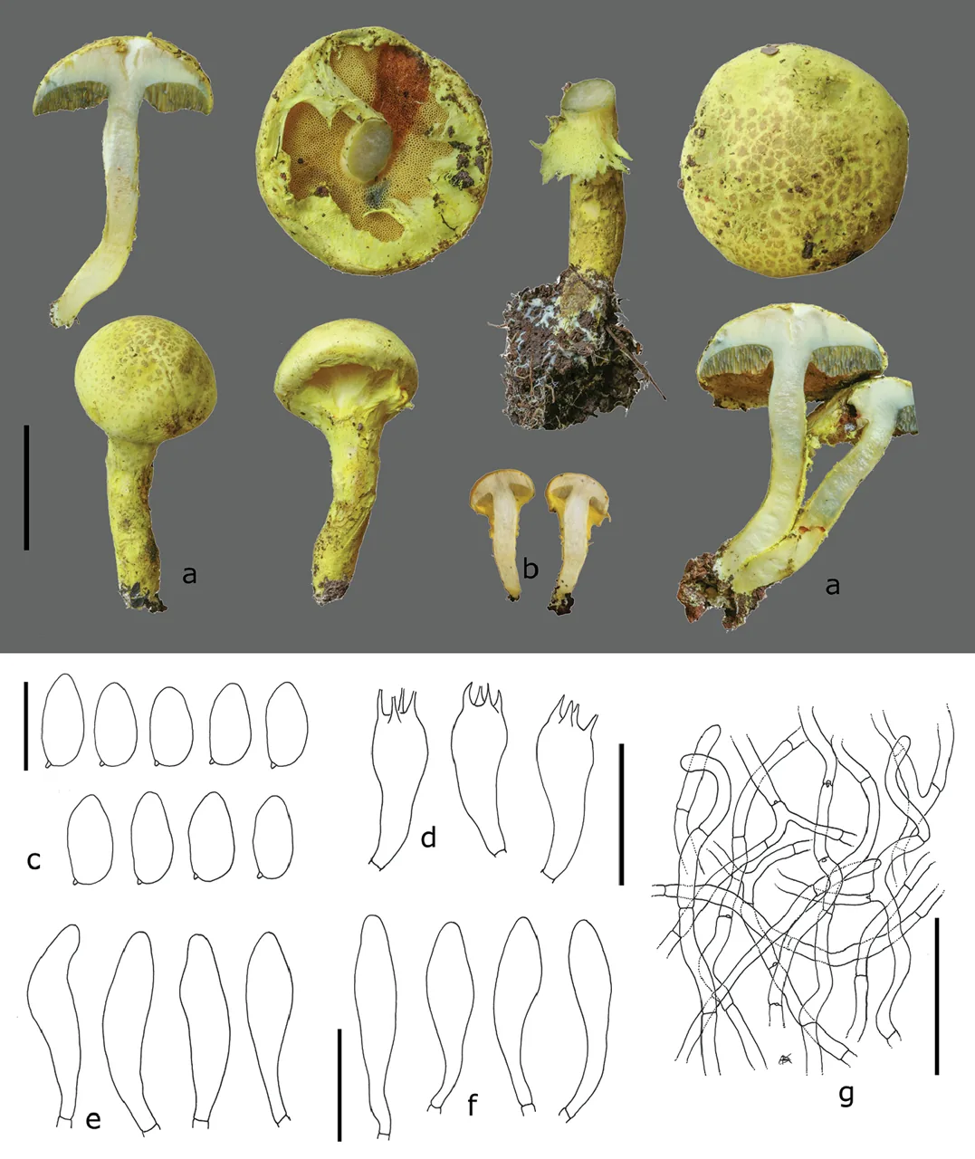 Pulveroboletus sokponianus (Pulveroboletus sokponianus) — photo mycologique