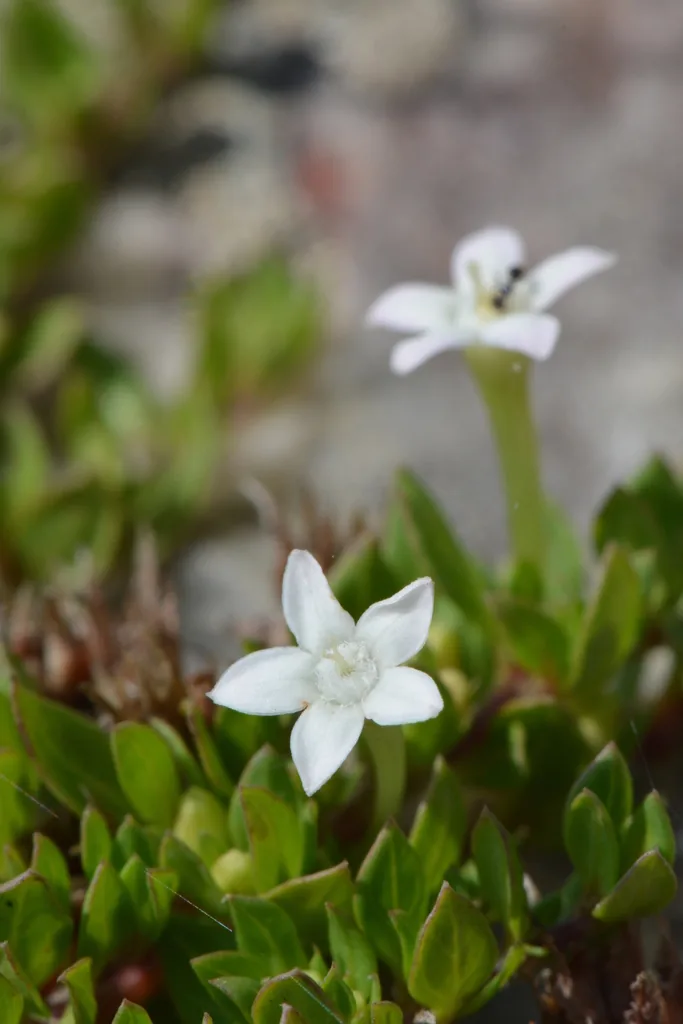 Pulvinella nolinae (Pulvinella nolinae) — photo mycologique