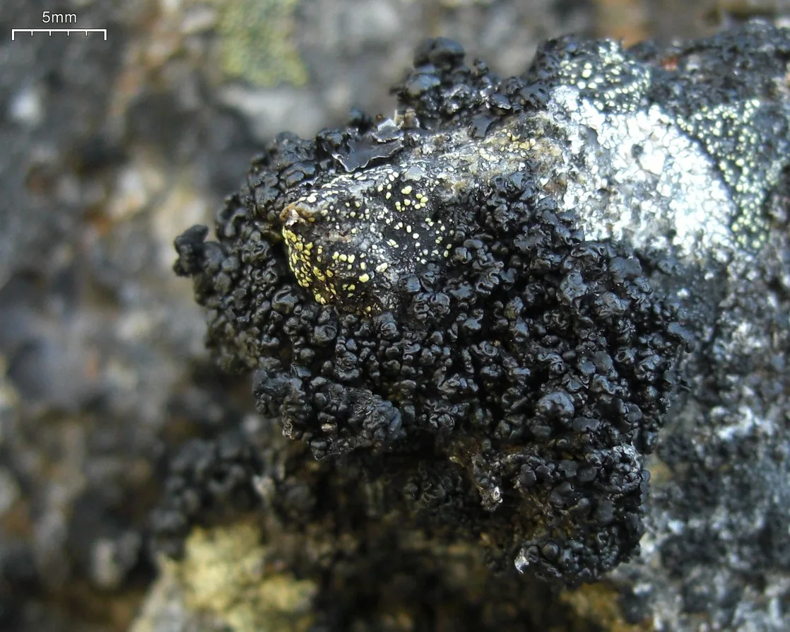 Pulvinora pringlei (Pulvinora pringlei) — photo mycologique