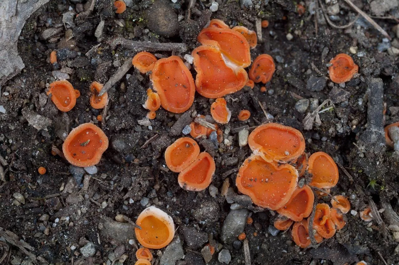 Pulvinula niveoalba (Pulvinula niveoalba) — photo mycologique