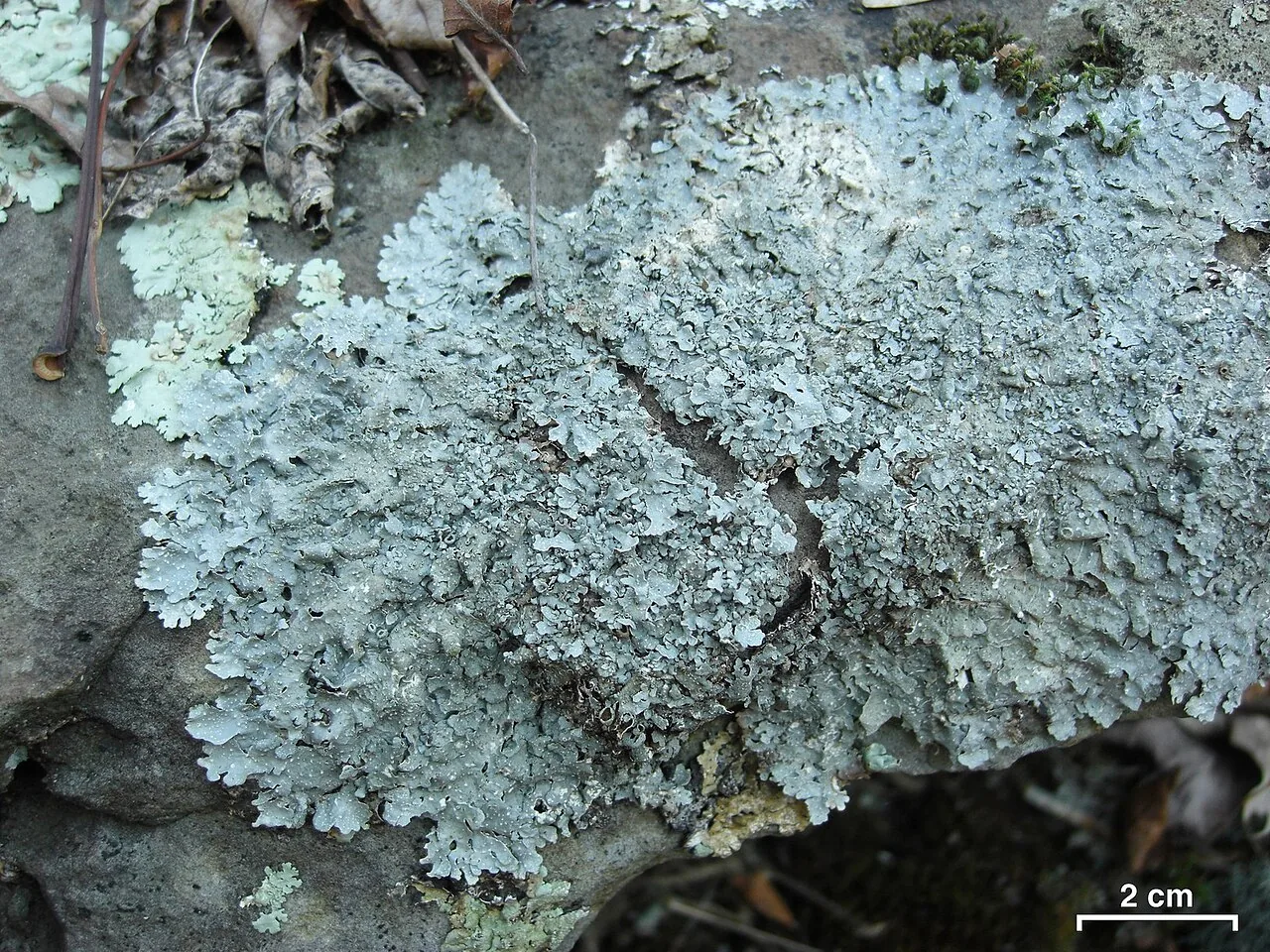 Punctelia graminicola (Punctelia graminicola) — photo mycologique