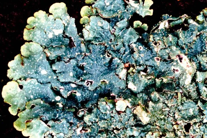 Punctelia imbricata (Punctelia imbricata) — photo mycologique