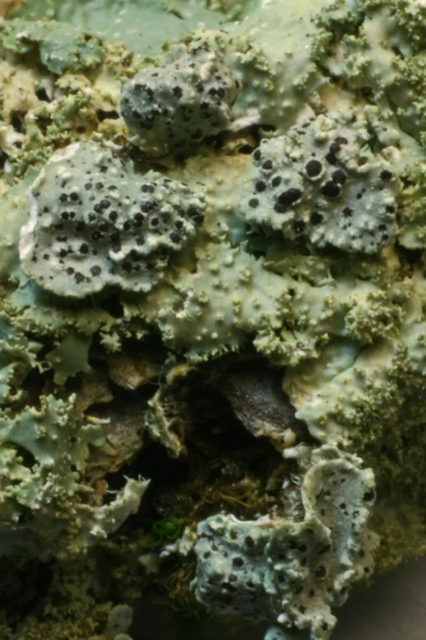 Punctelia oxyspora (Punctelia oxyspora) — photo mycologique