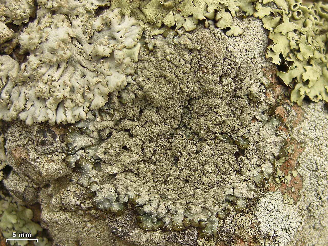 Punctelia punctilla (Punctelia punctilla) — photo mycologique