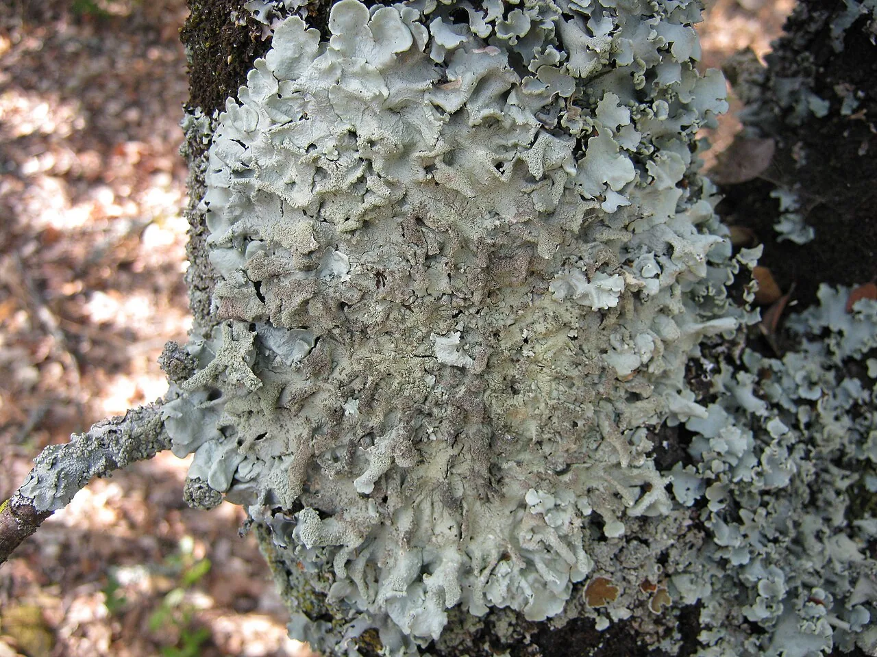 Punctelia reddenda (Punctelia reddenda) — photo mycologique