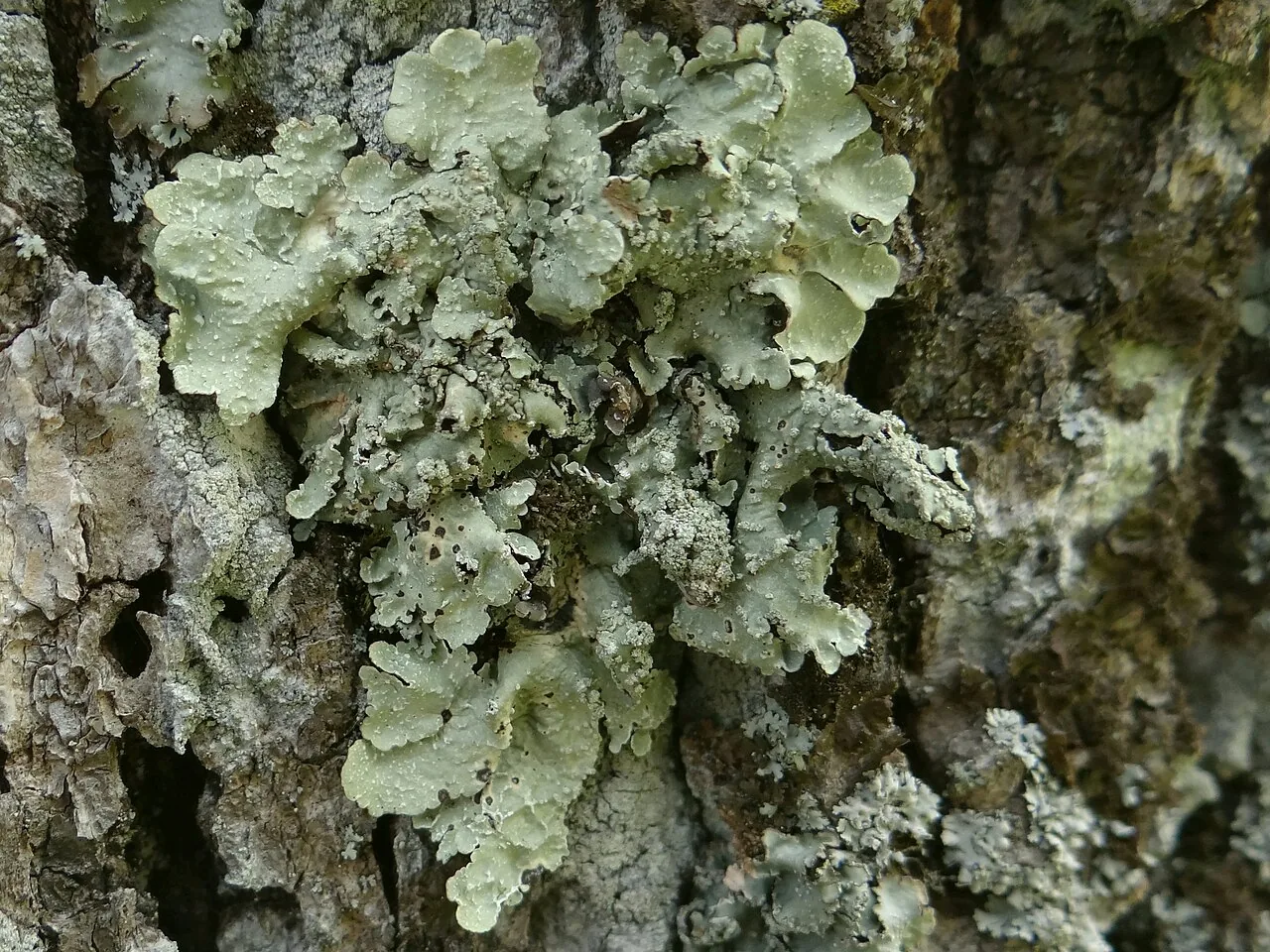 Punctelia subrudecta (Punctelia subrudecta) — photo mycologique
