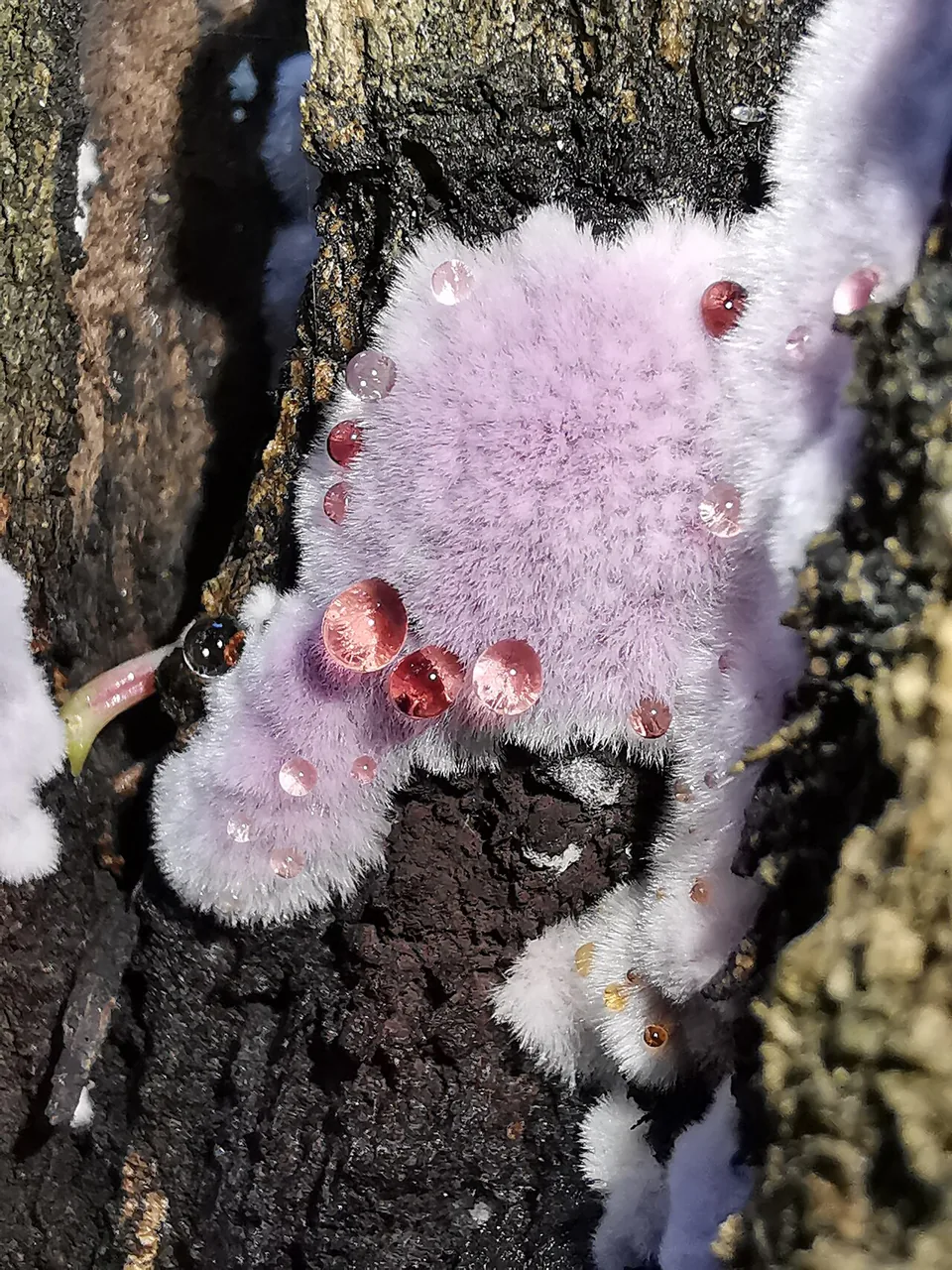Punctularia atropurpurascens (Punctularia atropurpurascens) — photo mycologique