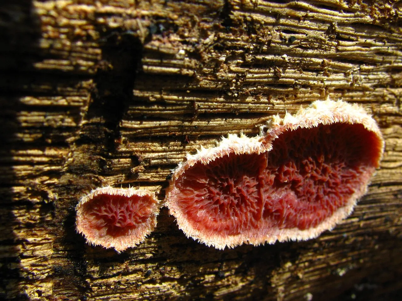 Punctularia strigosozonata (Punctularia strigosozonata) — photo mycologique