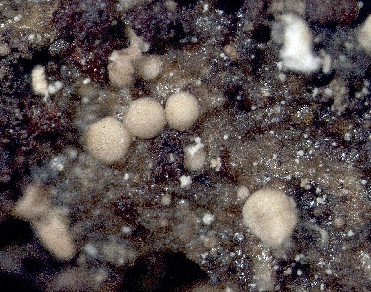 Puttea margaritella (Puttea margaritella) — photo mycologique