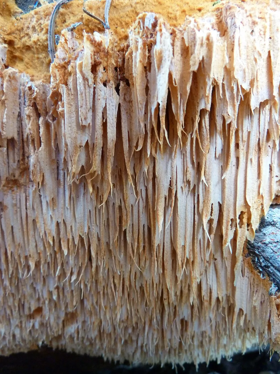 Pycnoporellus alboluteus (Pycnoporellus alboluteus) — photo mycologique