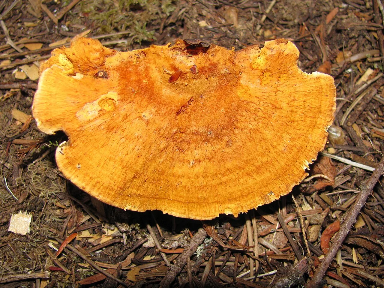 Pycnoporellus fulgens (Pycnoporellus fulgens) — photo mycologique
