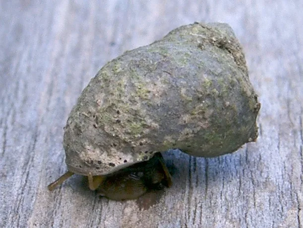 Pyrenocollema tichothecioides (Pyrenocollema tichothecioides) — photo mycologique