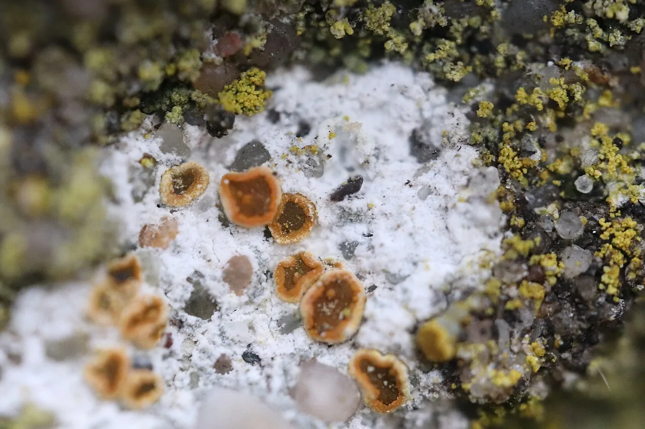 Pyrenodesmia concreticola (Pyrenodesmia concreticola) — photo mycologique