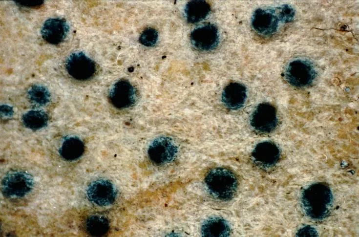 Pyrenographa wellingtoniae (Pyrenographa wellingtoniae) — photo mycologique