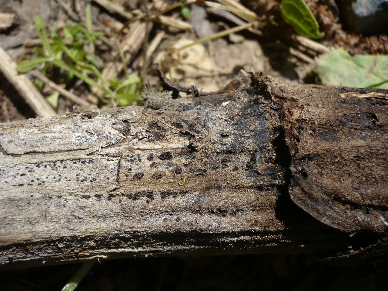 Pyrenopeziza chilensis (Pyrenopeziza chilensis) — photo mycologique