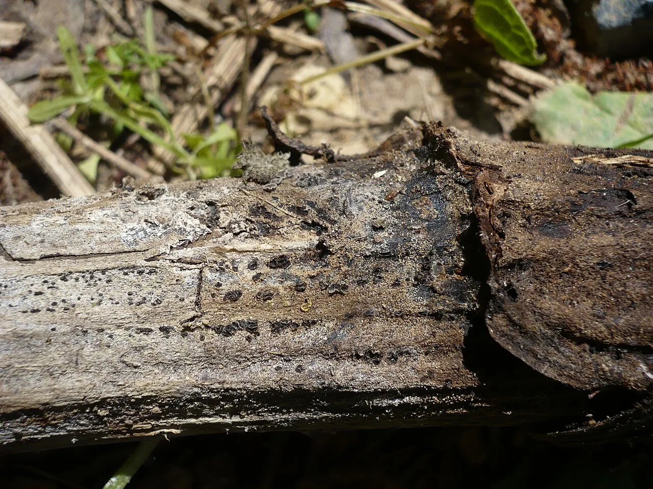 Pyrenopeziza ustulata (Pyrenopeziza ustulata) — photo mycologique