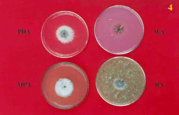 Pyrenophora avenae (Pyrenophora avenae) — photo mycologique