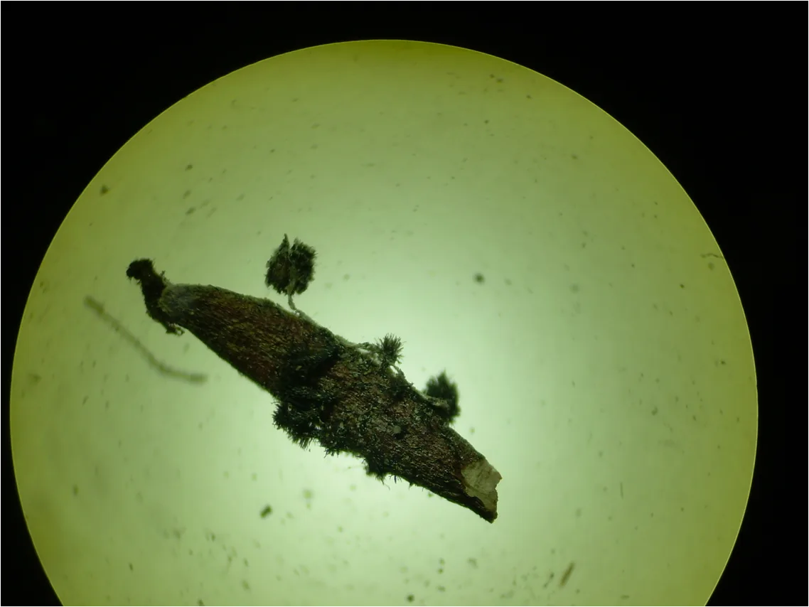 Pyrenophora poae (Pyrenophora poae) — photo mycologique